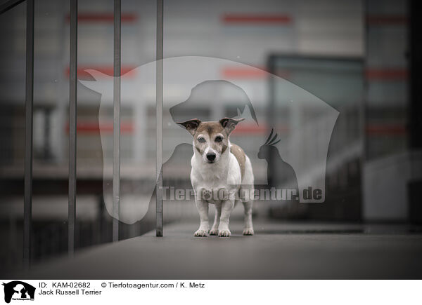 Jack Russell Terrier / Jack Russell Terrier / KAM-02682