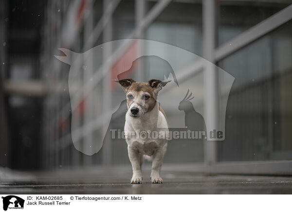 Jack Russell Terrier / Jack Russell Terrier / KAM-02685