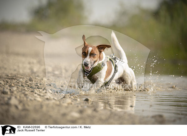 Jack Russell Terrier / Jack Russell Terrier / KAM-02696