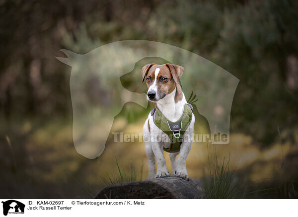 Jack Russell Terrier / Jack Russell Terrier / KAM-02697