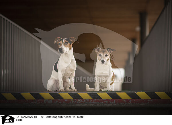 Hunde / dogs / KAM-02748