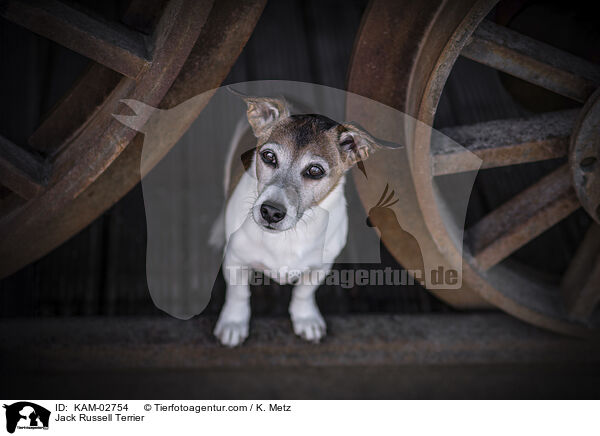 Jack Russell Terrier / Jack Russell Terrier / KAM-02754