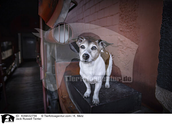 Jack Russell Terrier / Jack Russell Terrier / KAM-02756