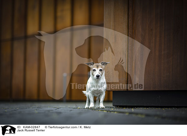 Jack Russell Terrier / Jack Russell Terrier / KAM-02847