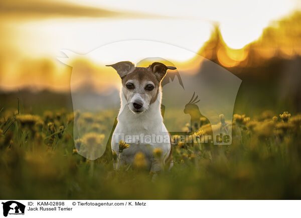 Jack Russell Terrier / Jack Russell Terrier / KAM-02898