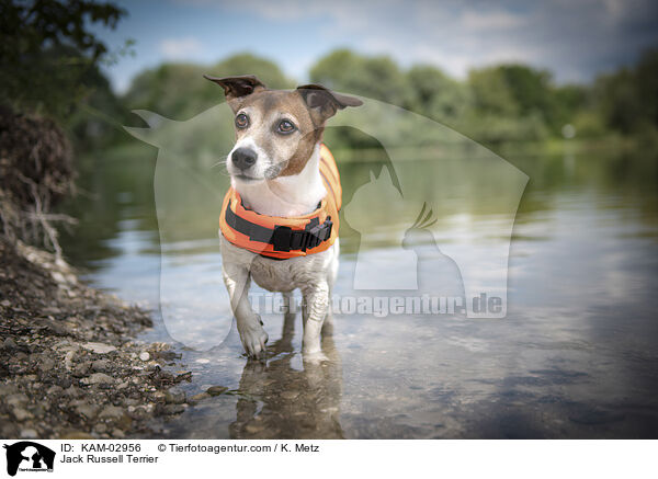 Jack Russell Terrier / Jack Russell Terrier / KAM-02956