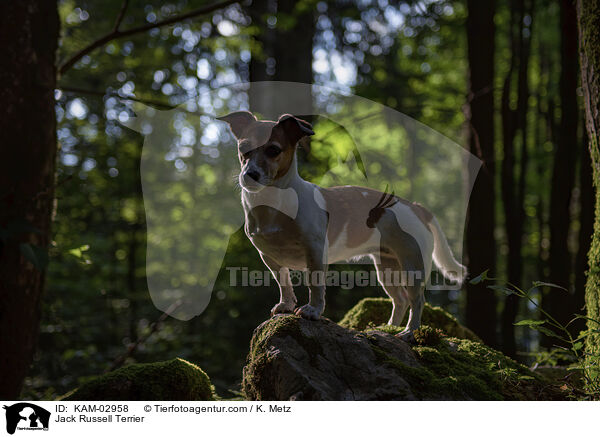 Jack Russell Terrier / Jack Russell Terrier / KAM-02958