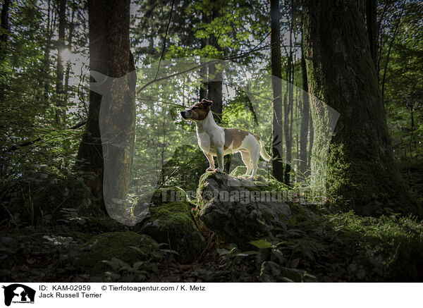 Jack Russell Terrier / Jack Russell Terrier / KAM-02959