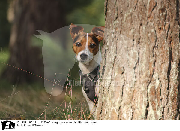 Jack Russell Terrier / Jack Russell Terrier / KB-16541