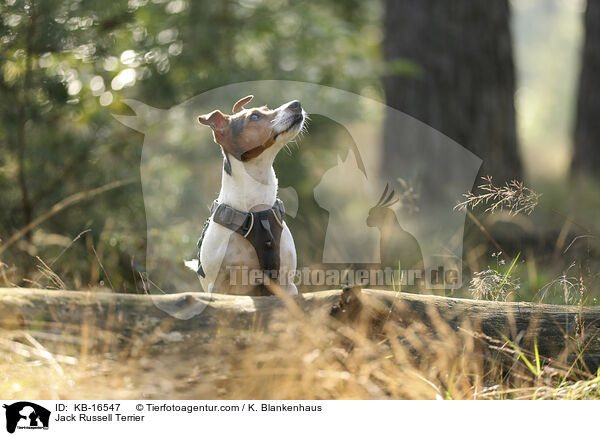 Jack Russell Terrier / Jack Russell Terrier / KB-16547