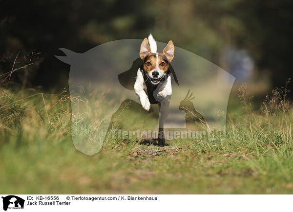 Jack Russell Terrier / Jack Russell Terrier / KB-16556