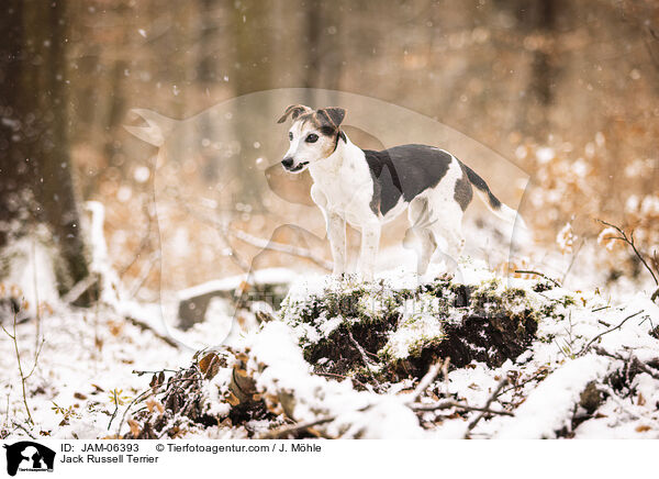 Jack Russell Terrier / Jack Russell Terrier / JAM-06393