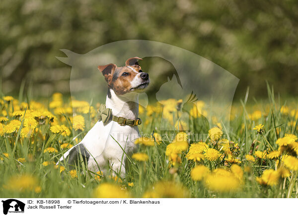 Jack Russell Terrier / Jack Russell Terrier / KB-18998