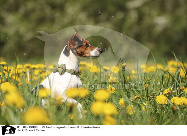 Jack Russell Terrier / Jack Russell Terrier / KB-19000