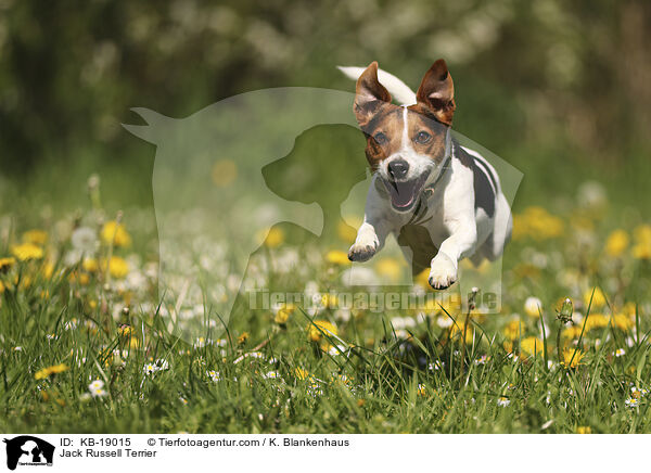 Jack Russell Terrier / KB-19015