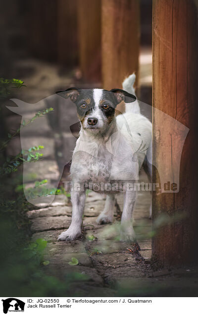Jack Russell Terrier / Jack Russell Terrier / JQ-02550