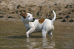 bathing Jack Russell Terrier