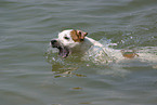 swimmig Jack Russell Terrier