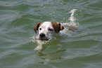 swimming Jack Russell Terrier