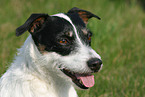 Jack Russell Terrier Portrait