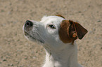 Jack Russell Terrier Portrait