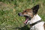 Jack Russell Terrier Portrait