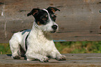 lying Jack Russell Terrier