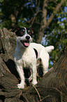 standing Jack Russell Terrier