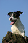 Jack Russell Terrier Portrait