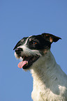 Jack Russell Terrier Portrait