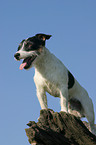 standing Jack Russell Terrier