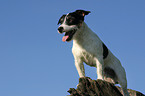 standing Jack Russell Terrier