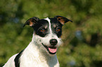 Jack Russell Terrier Portrait