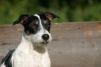 Jack Russell Terrier Portrait