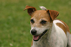 Jack Russell Terrier Portrait