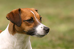 Jack Russell Terrier Portrait