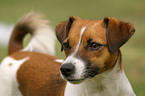 Jack Russell Terrier Portrait