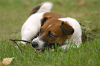 playing Jack Russell Terrier