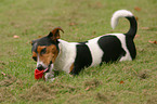 playing Jack Russell Terrier