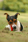 playing Jack Russell Terrier