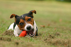 playing Jack Russell Terrier