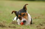 playing Jack Russell Terrier