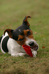 Jack Russell Terrier with toy