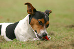 playing Jack Russell Terrier