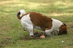 digging Jack Russell Terrier