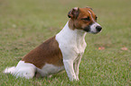 sitting Jack Russell Terrier