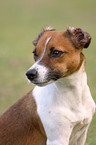 Jack Russell Terrier Portrait