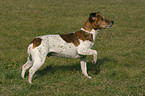 standing Jack Russell Terrier