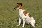 sitting Jack Russell Terrier