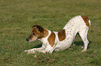 playing Jack Russell Terrier